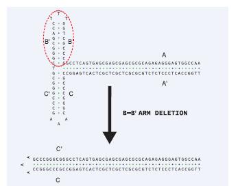 金唯智新型技术测通AAV-ITR区域，解决基因疗法痛点