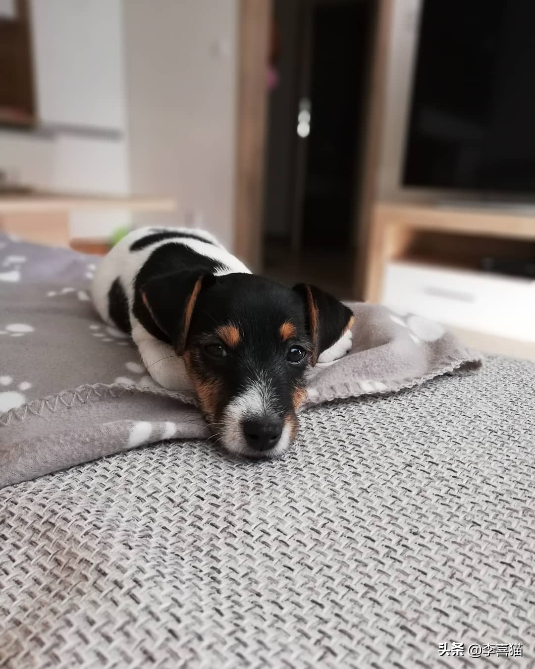 狗狗各种睡姿的含义,狗狗6个睡姿告诉你它在想什么