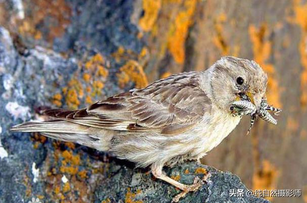 石雀是什么,石雀鸟图片大全