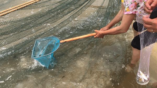 吴阳拉大网后续,吴阳直播海鲜