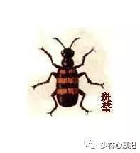 中药药材大全及功效,补肾中药大全及功效