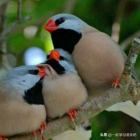 部编版五年级语文下册珍珠鸟原文,五年级上册第四课珍珠鸟课文导读