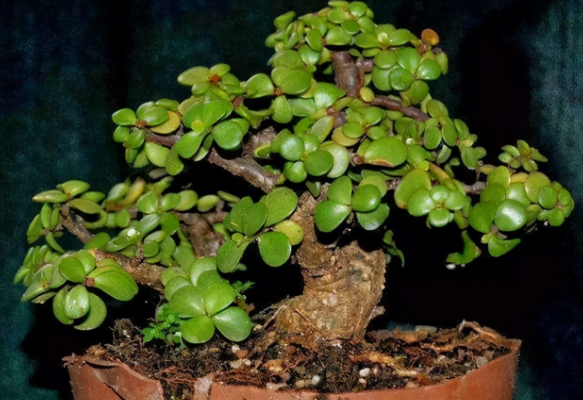 金枝玉叶过冬怕什么,金枝玉叶怕过冬吗