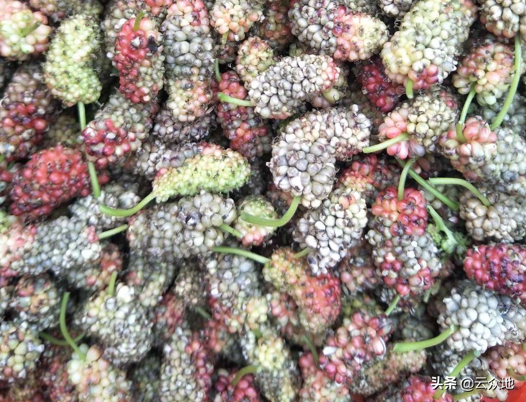 桑葚白果病原因及防治方法,大棚种植桑葚会得白果病吗