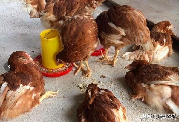 养鸡疾病,冬季养鸡病的防治