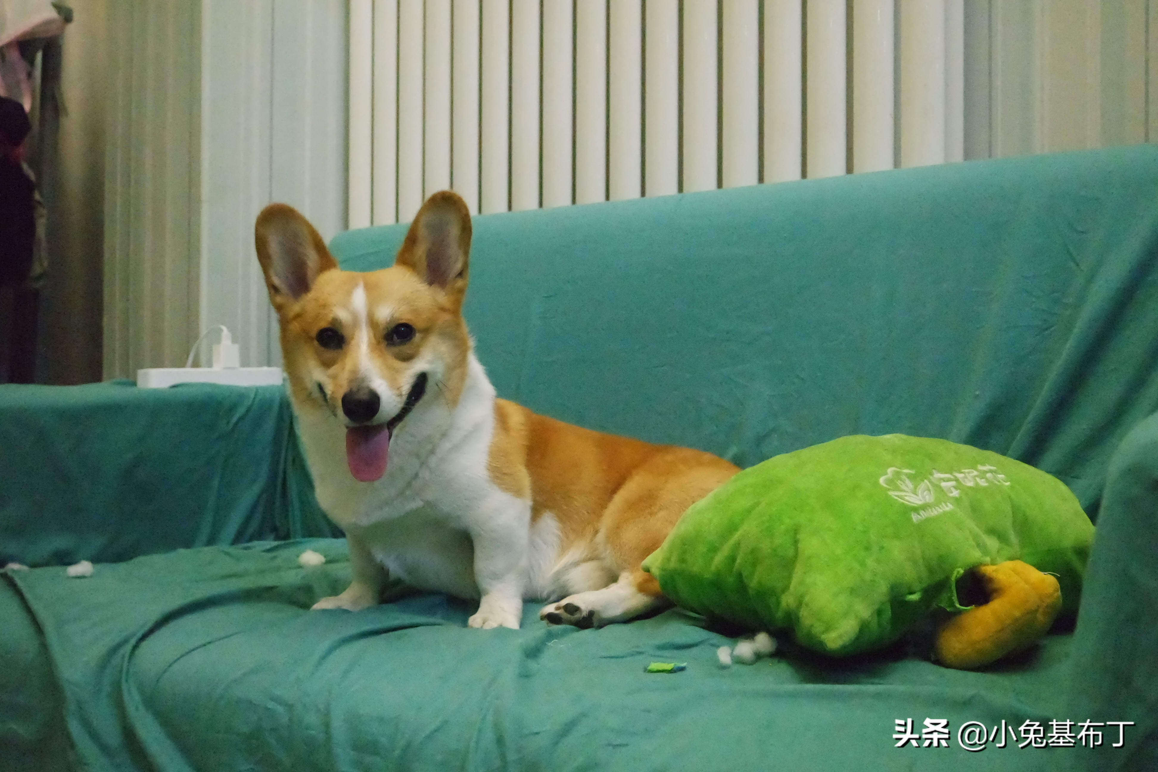 狗狗脚趾炎脓疱不破怎么办,狗狗脚趾炎可以打针消炎吗