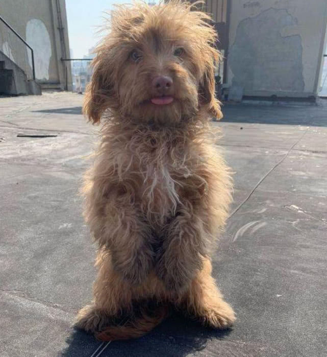 流浪泰迪遇到新主人,流浪泰迪看到人就跑