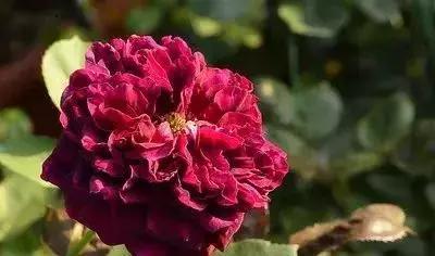 4000种不一样的玫瑰品种大全,100种玫瑰品种图鉴大全