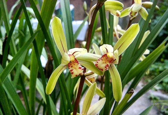 兰花如何预防虫害,兰花新苗怎么防治虫害视频