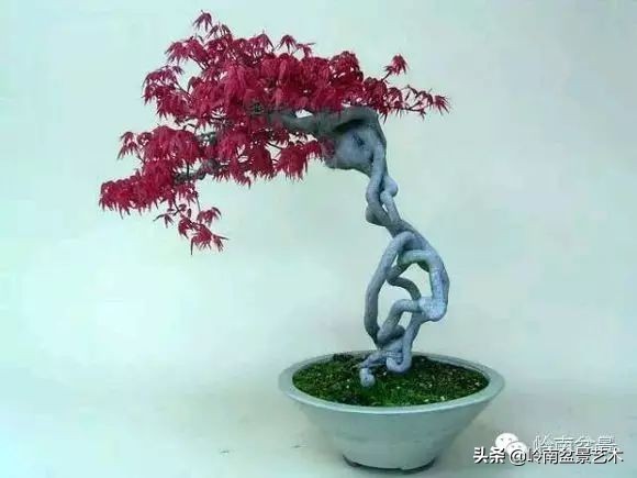 以根代杆下细上粗式盆景图片,各种老根盆景