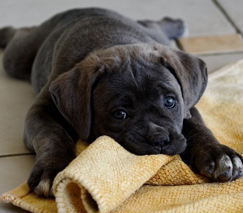 怎么让狗狗防备陌生人,狗狗攻击人怎么纠正