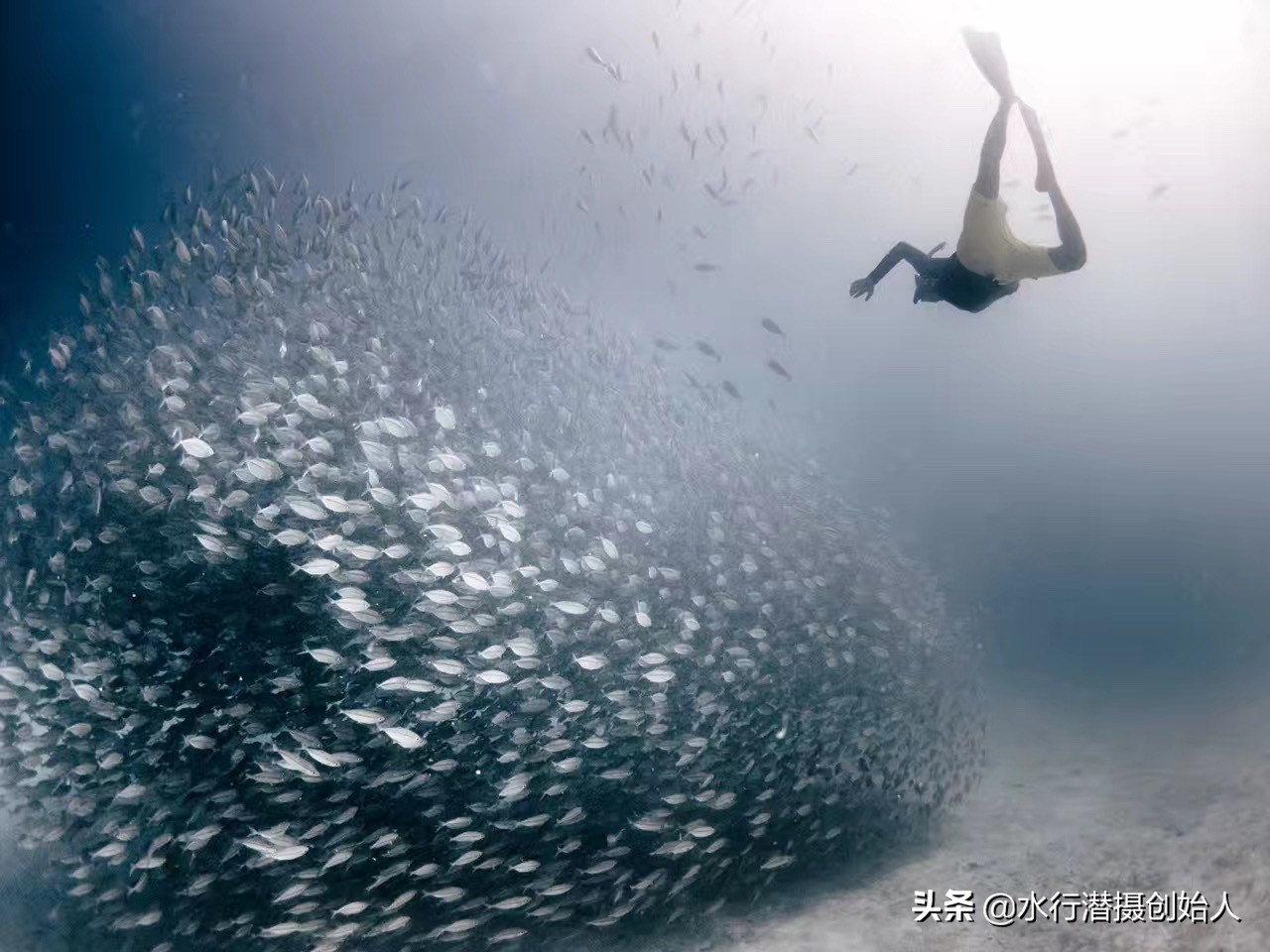 帕劳岛自由行潜水,帕劳水母湖自由潜视频