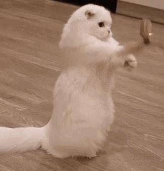 养很多猫很费钱吗,养什么猫最便宜又好养又粘人