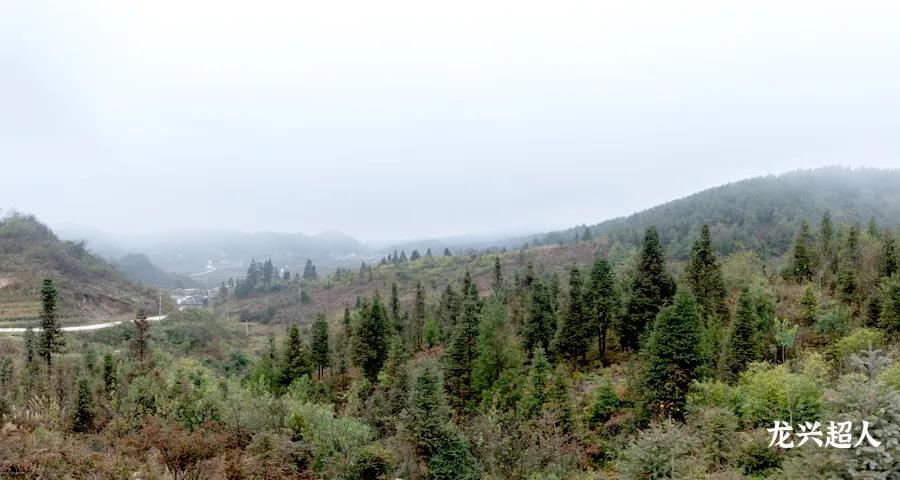 贵州道地药材天麻,道地药材天麻之乡