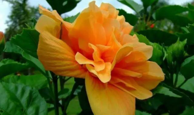 中国十大名花排行哪个是你的最爱,你知道中国十大名花是什么花吗