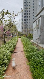 oppofindx3pro能和iphone比吗,oppofindx3真实体验