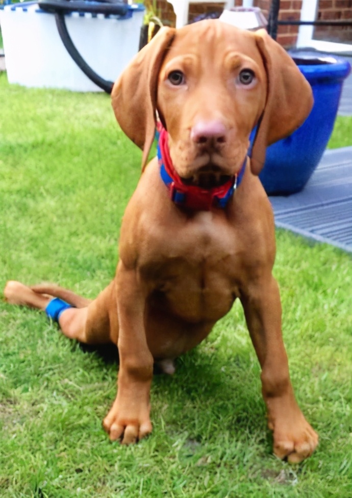 狗狗吃鸡肝的危害有哪些症状,狗狗经常吃鸡肝有什么危害