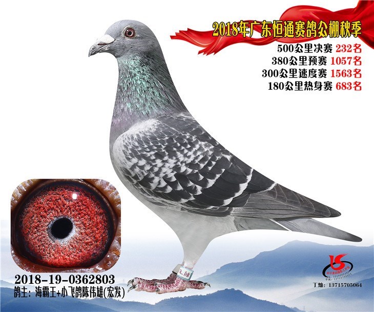 海霸王詹森纪录,冠霖公棚2017年获奖鸽欣赏