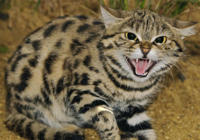 黑足猫夜晚捕食视频,沙漠黑足猫