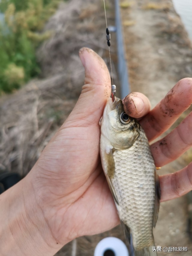 为什么大板鲫吃口很轻,大板鲫一般多少度吃口