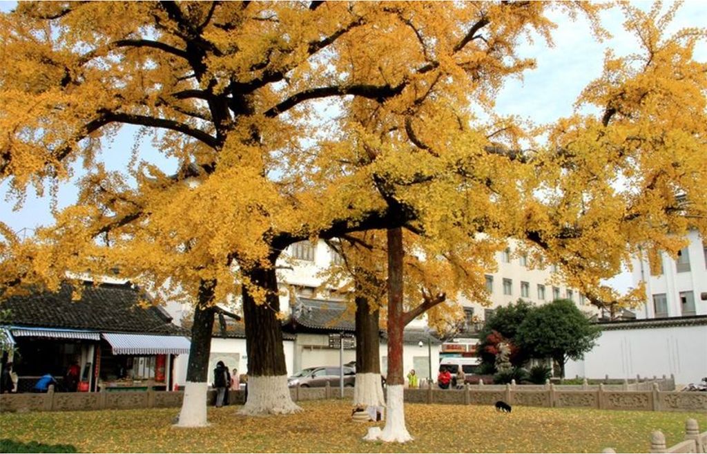 上海水乡古镇朱家角如画般的美景,枫泾古镇朱家角古镇哪个值得去玩