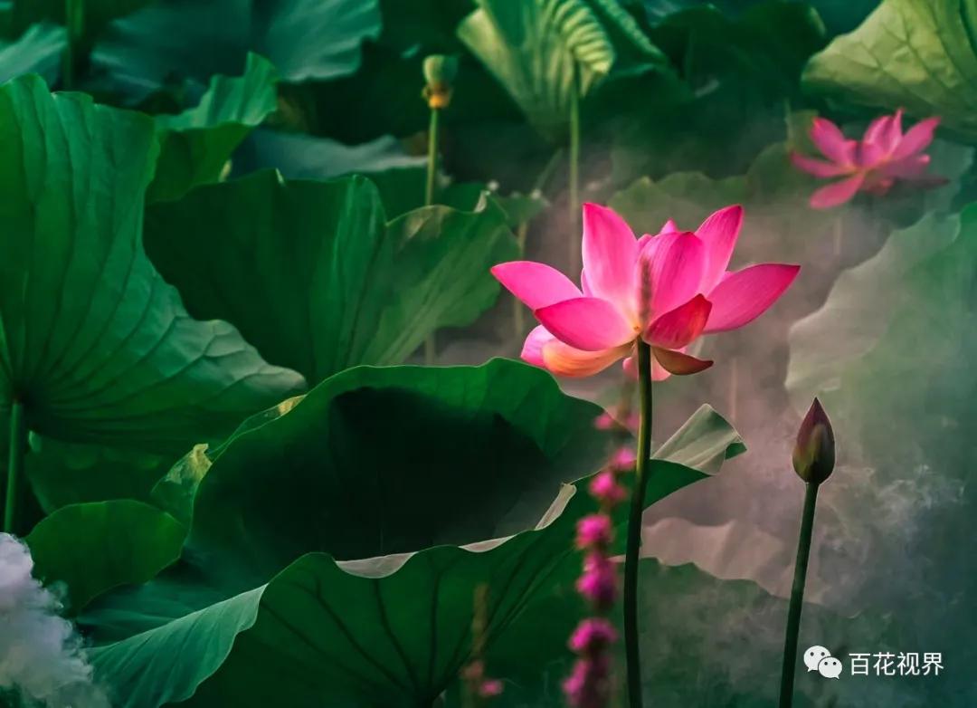 邯郸市女性摄影家,邯郸市女子摄影协会