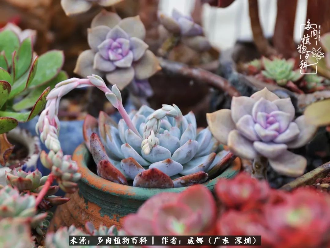 笼子里的多肉,露养的多肉和室内的多肉区别