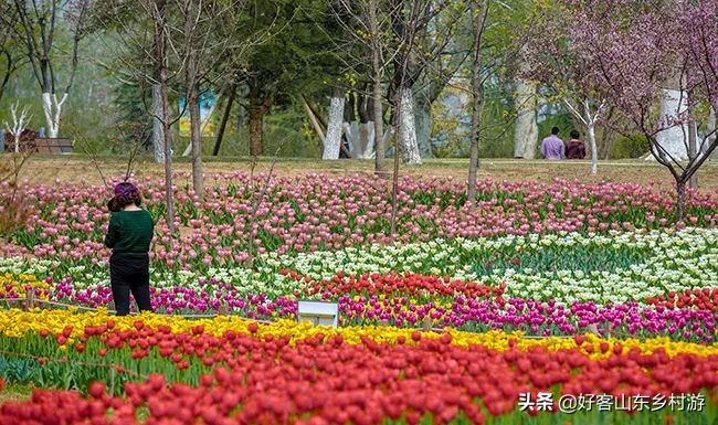 济南春季赏花自驾,济南踏青赏花新模式