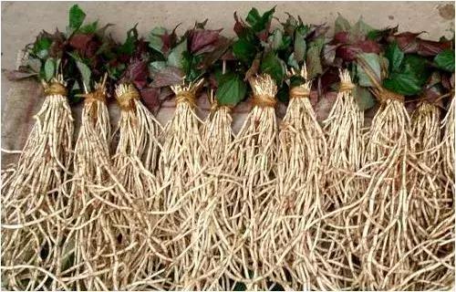 贵州美食折耳根味道,贵州折耳根麻辣味好吃还是烤肉味