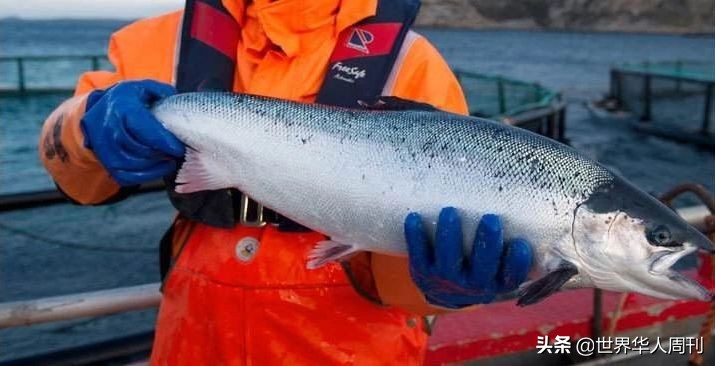 三文鱼是怎么杀死寄生虫的,吃三文鱼感染寄生虫会怎么样