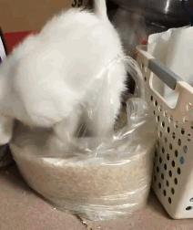 “煮了几天饭后,我在米缸里挖到了猫屎...”