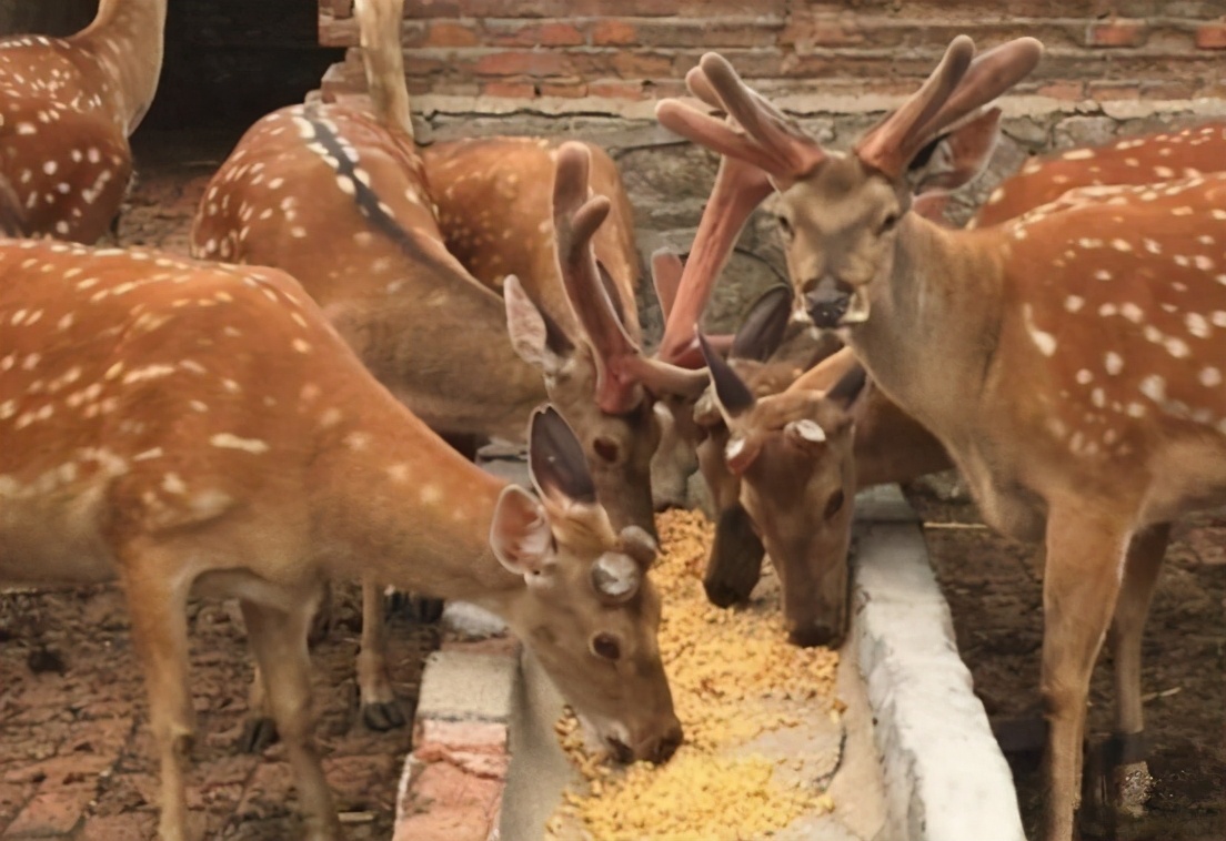 鹿茸割了鹿不会感染吗,割完鹿茸之后鹿会不会痛