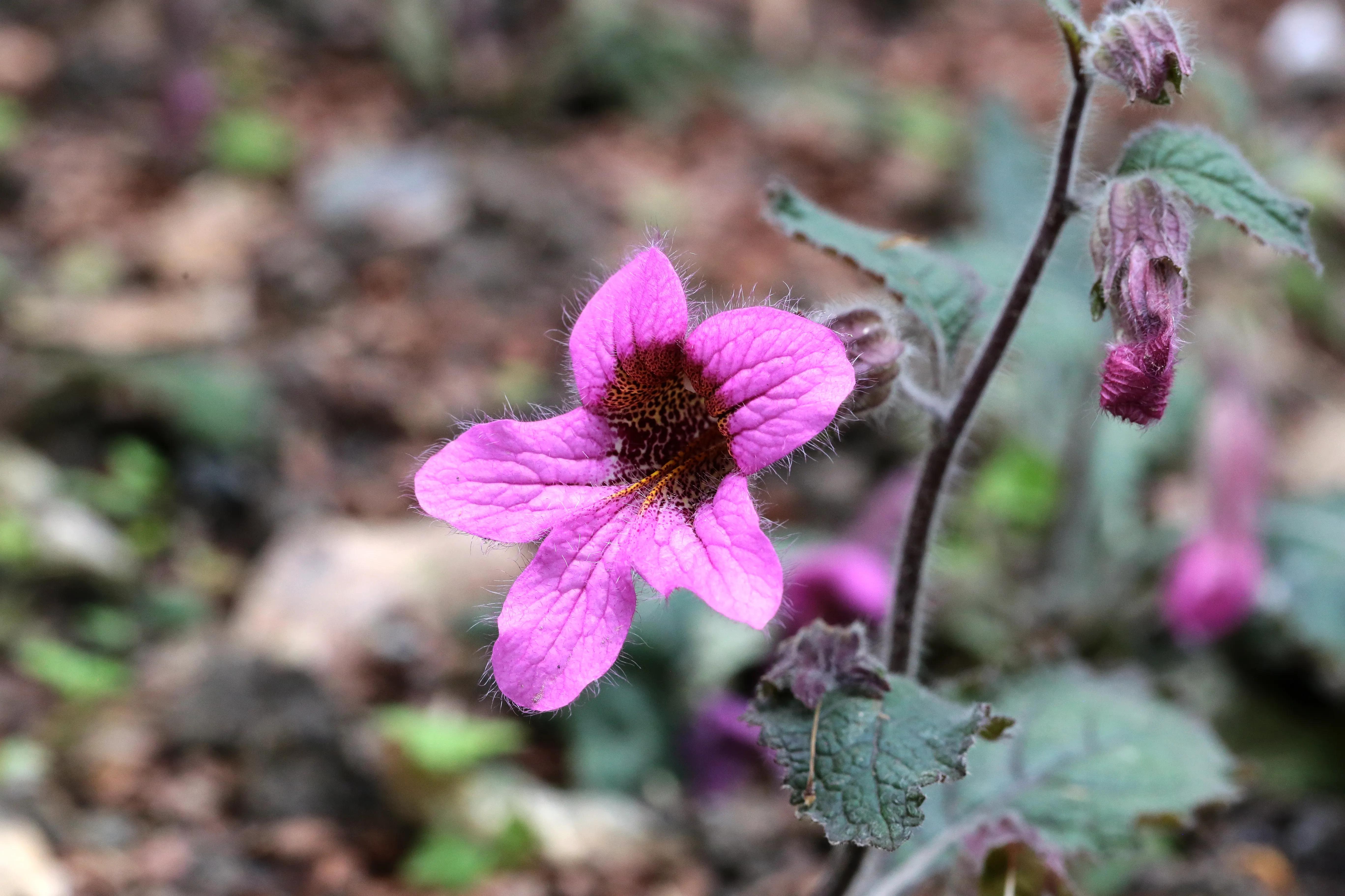 西溪湿地花朝节花草集（2）