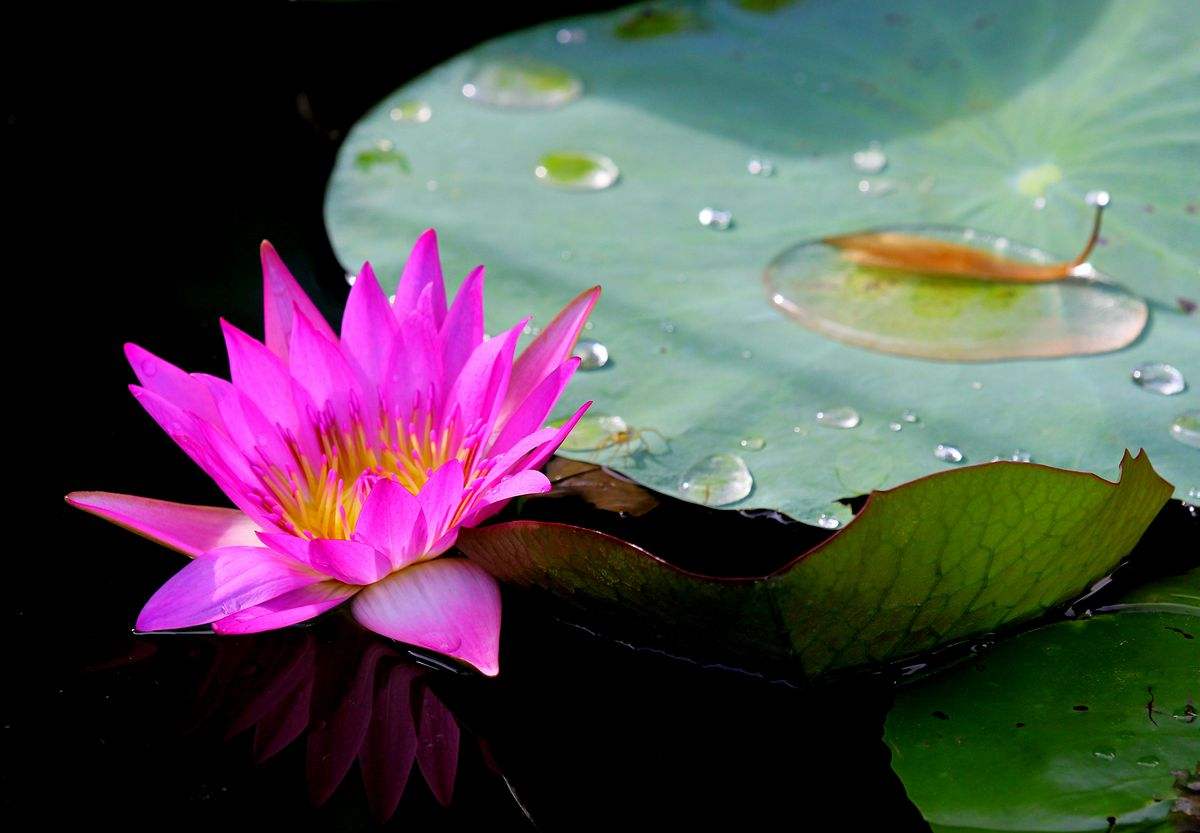特别好养的睡莲开花非常惊艳,睡莲开花非常漂亮而且很好养