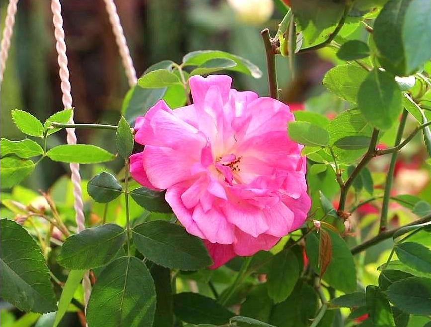 月季的霜霉病和灰霉病的区别,月季霜霉病的治疗方法视频