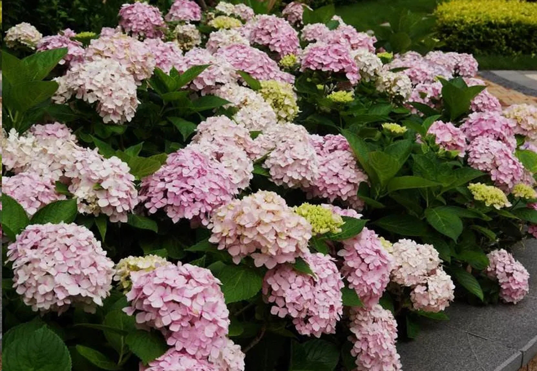 绣球盆土还湿为什么花却蔫了,绣球闷根护心土少了还能活吗