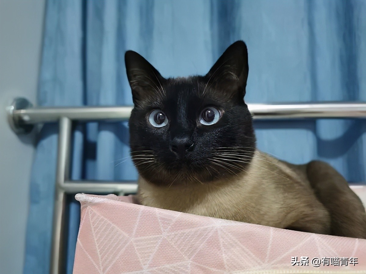 橘猫为什么是魔鬼,橘猫的恐怖之处