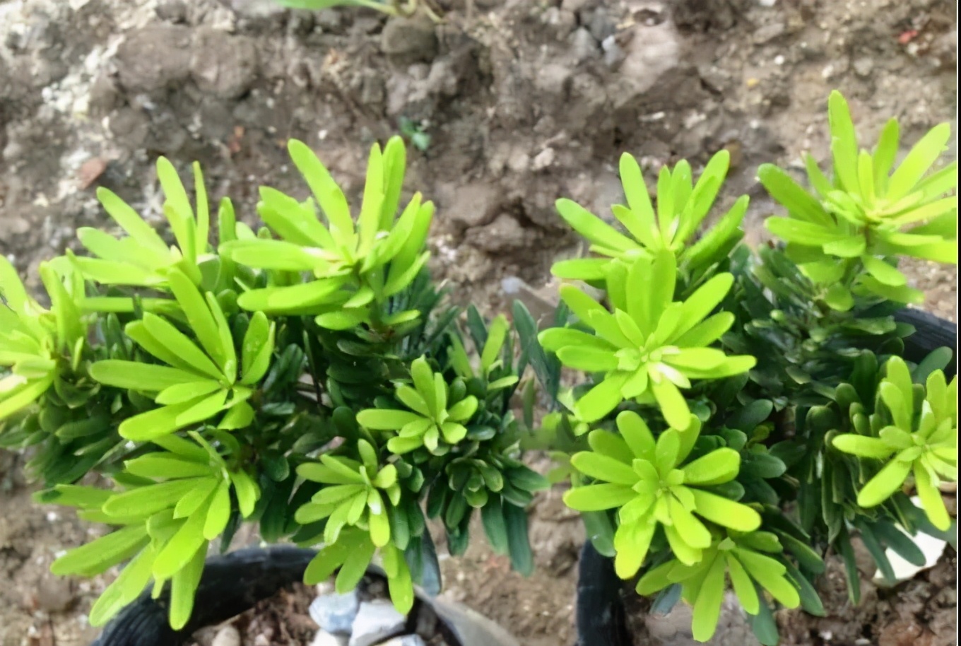 罗汉鱼常见品种,罗汉鱼十大品种排名