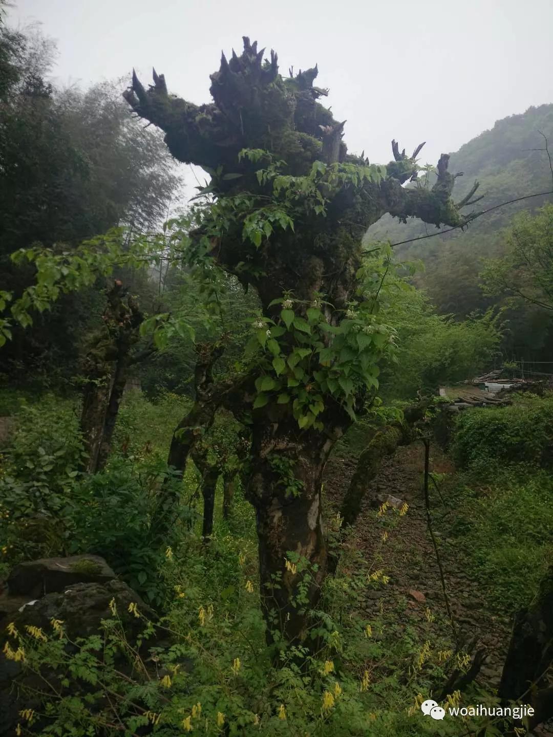 泾县哪些地方值得去,泾县值得去吗