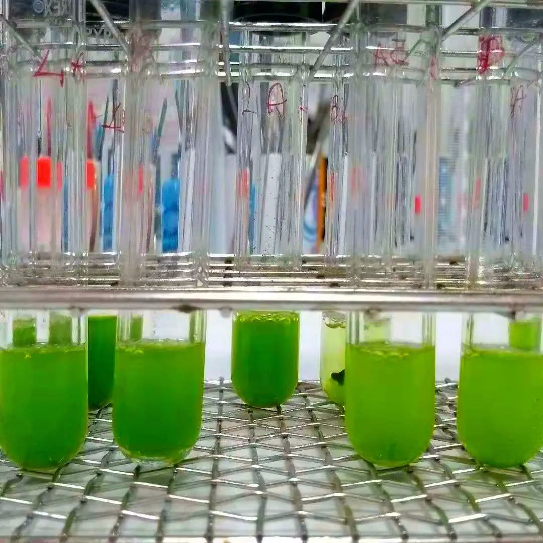 藻类培养课程视频教程,海南藻类生态链