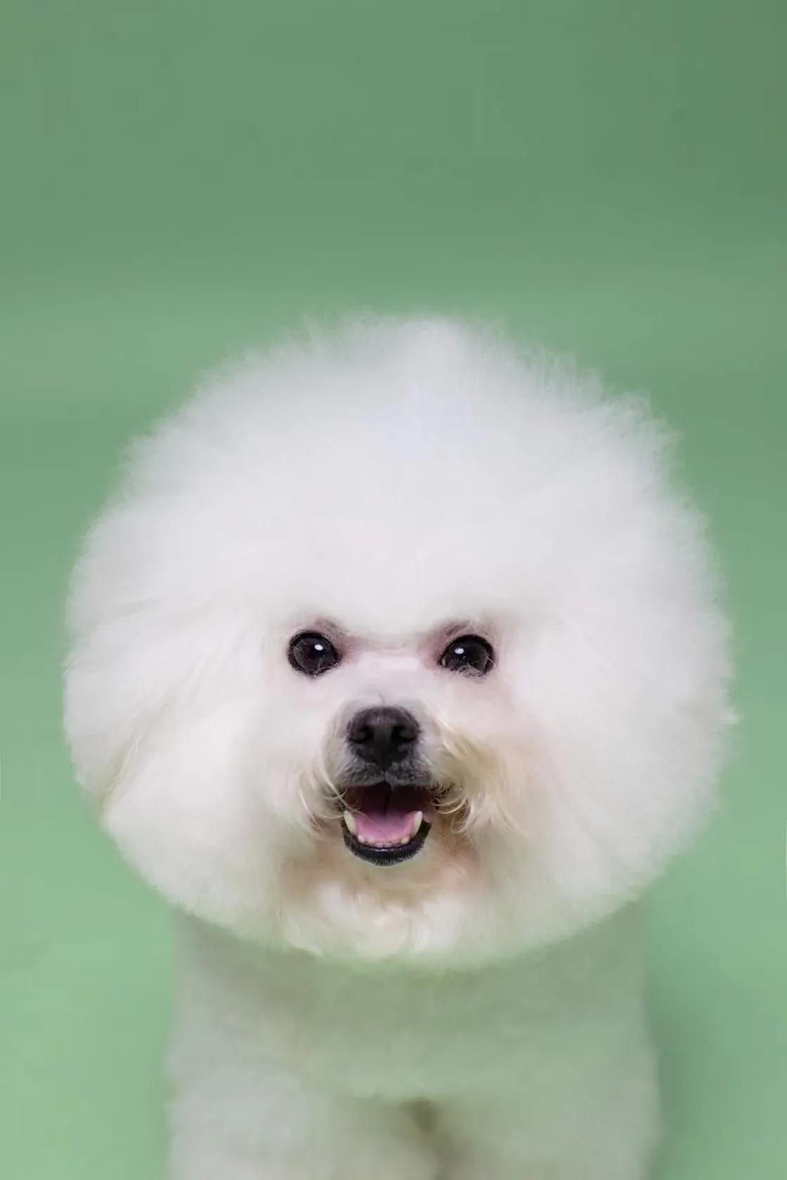 在犬舍一只精品比熊多少钱,比熊犬舍繁殖出售重庆