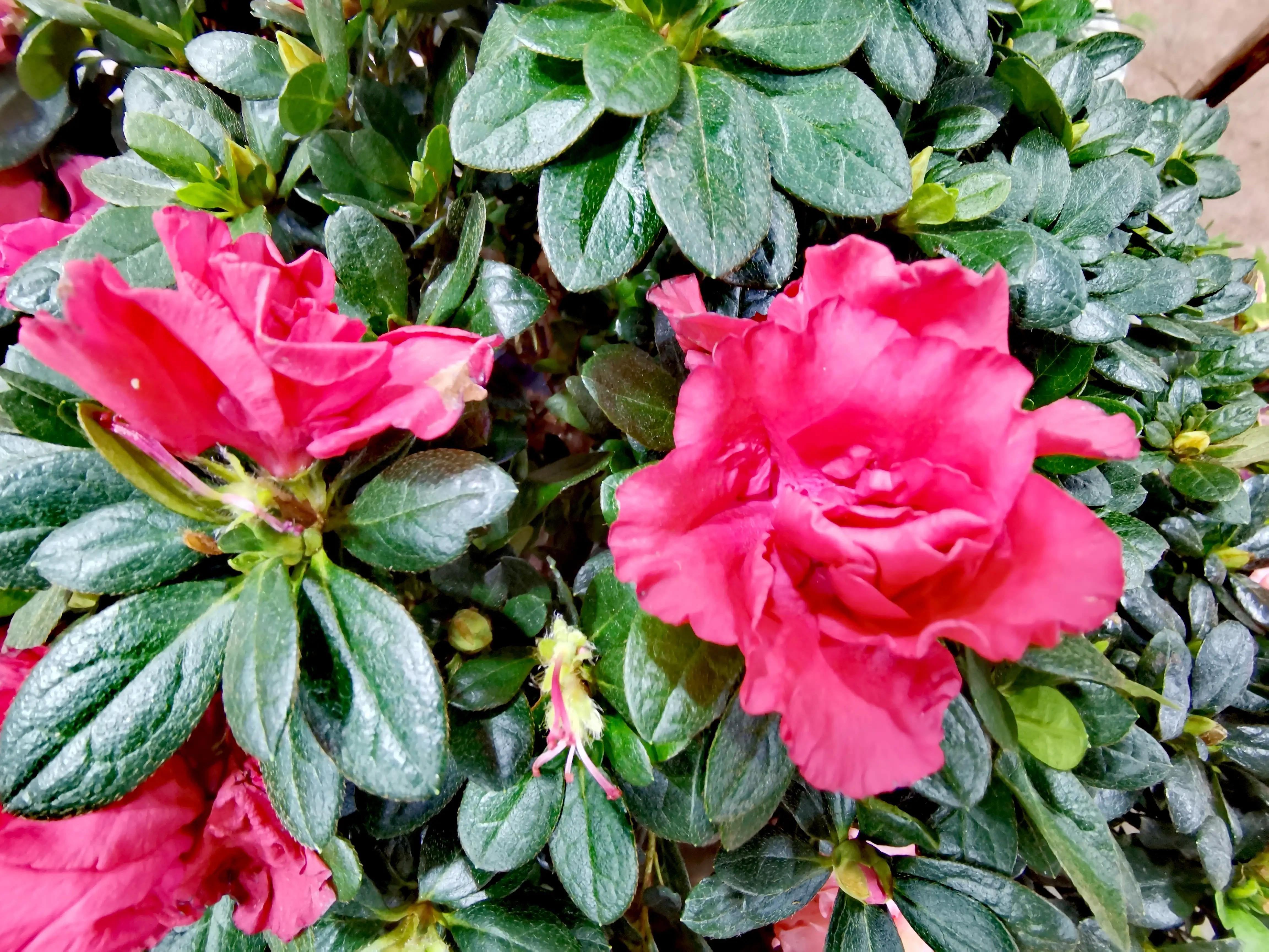 沈阳花卉市场搬哪去了,沈阳花卉市场批发各种绿植