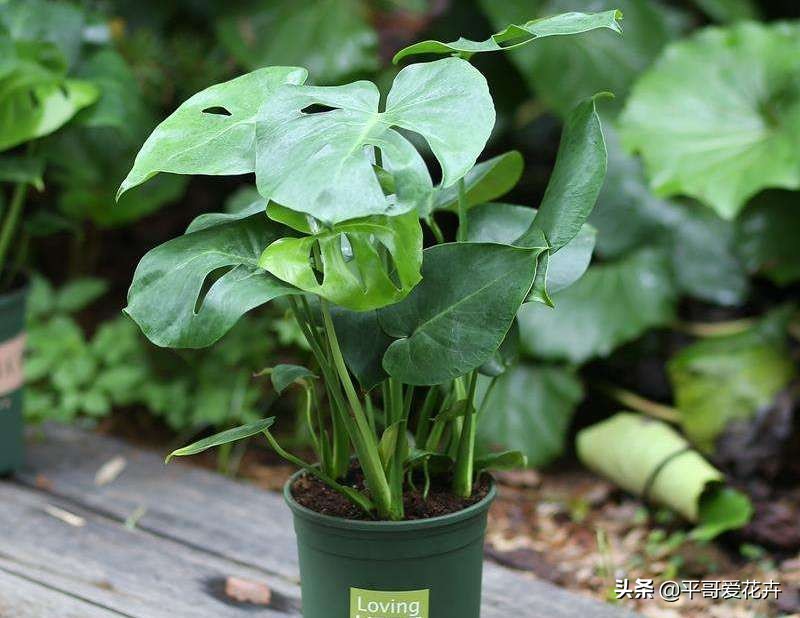 龟背竹叶片发黑是什么原因,龟背竹叶片发黄解决方法