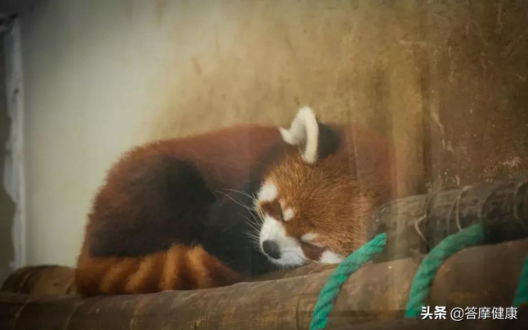 夏天睡眠质量差易醒,夏天有哪些食物可以助睡眠