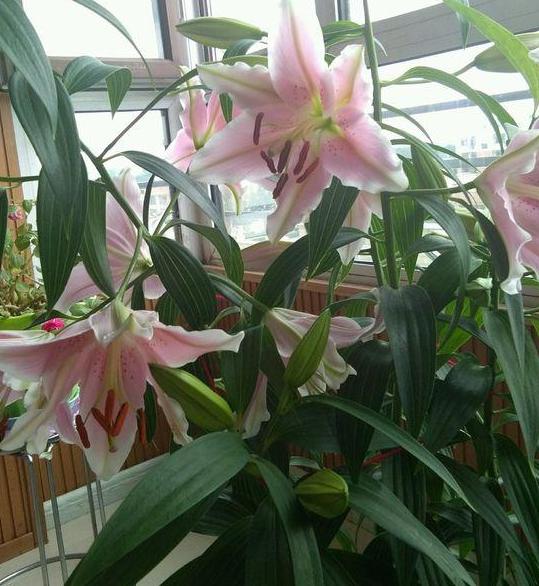 养花指南香水百合,香水百合怎么养花不容易枯萎