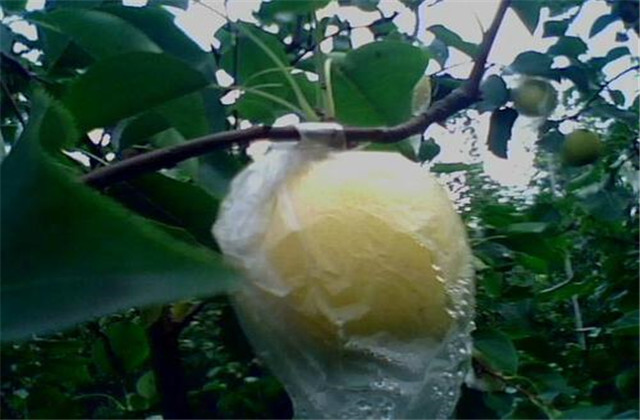 梨树病虫害防治一览表,梨树病虫害防治时间表最新