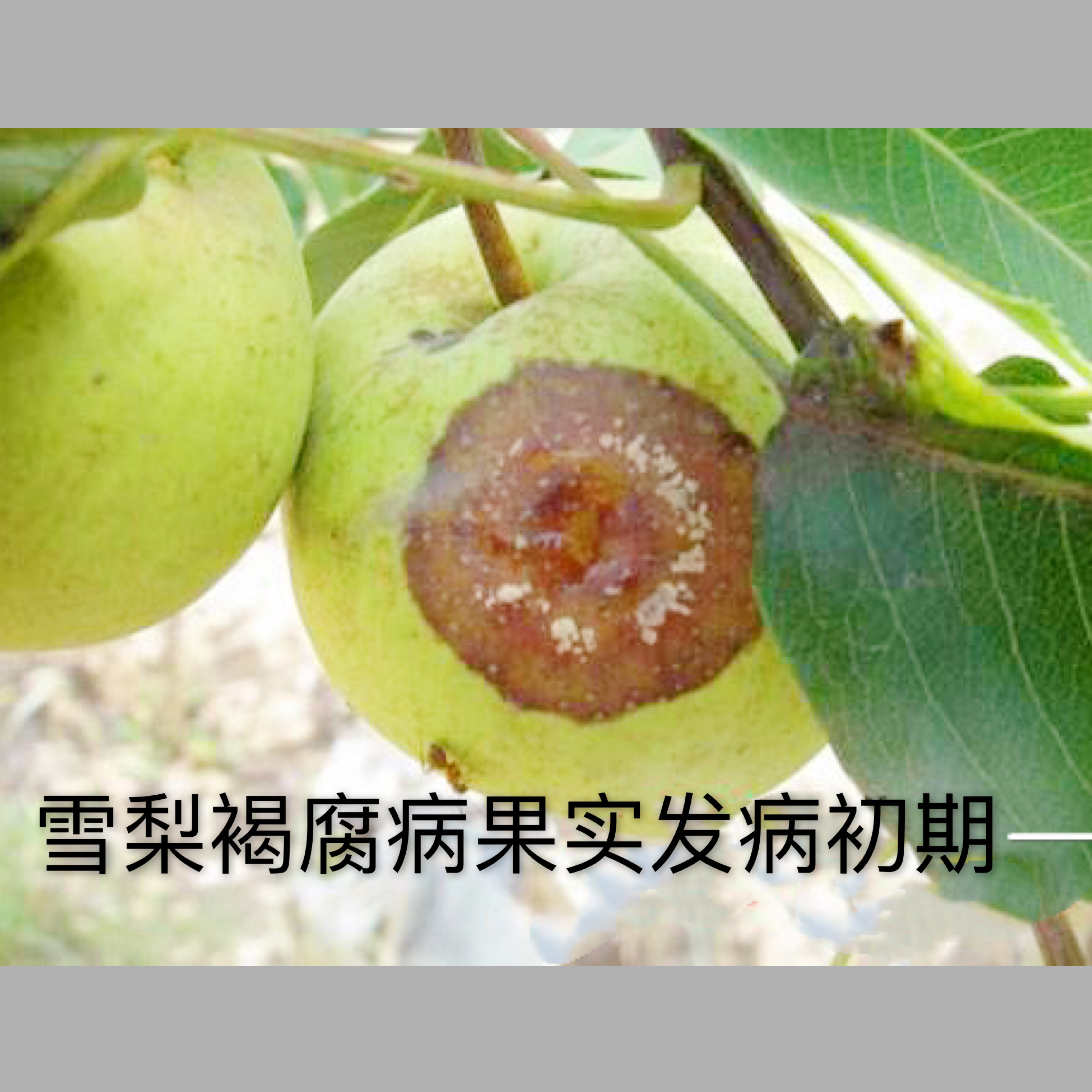 雪梨病虫害的管理,夏雪梨病虫害防治的关键要点