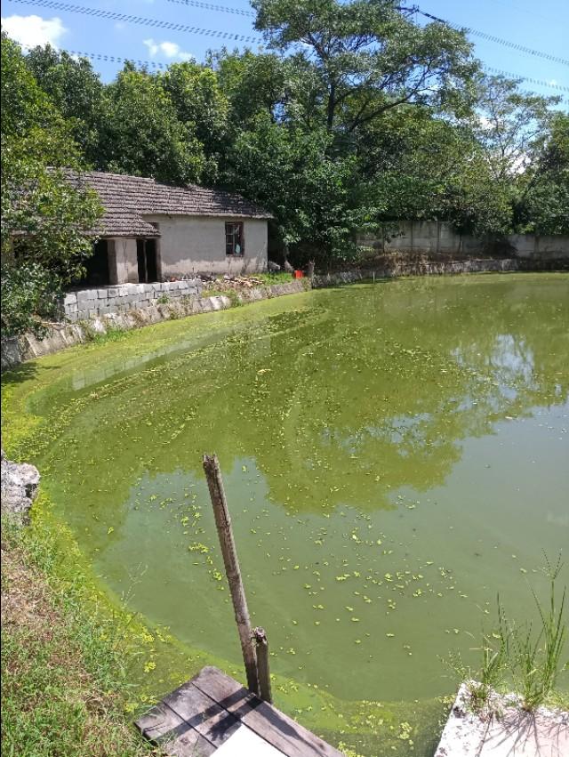 池塘高温最容易起蓝藻怎么预防,高温天气虾塘如何处理青苔