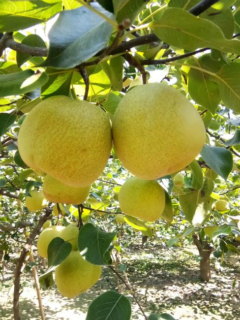 安徽马鞍山十大特产,安徽十大特产小吃排行榜