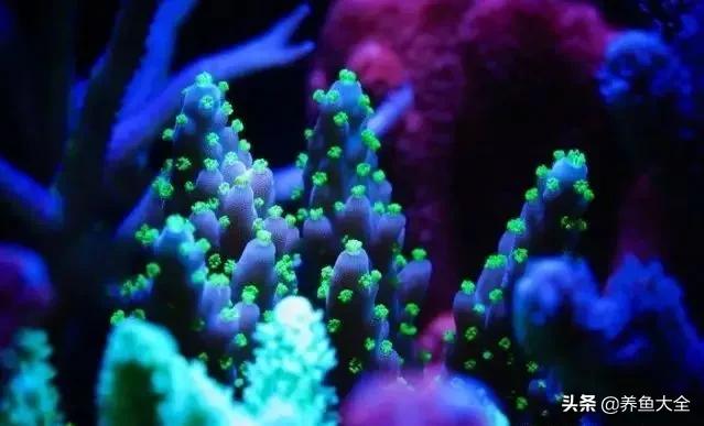 原生缸混养好还是单养好,无蛋分无过滤可以养小丑鱼吗